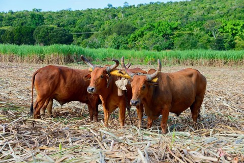 Oxen
