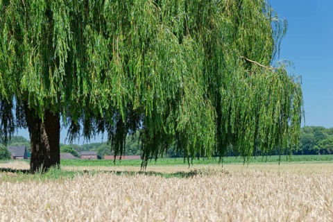 Weeping willow (Salix babylonica) in wheat field