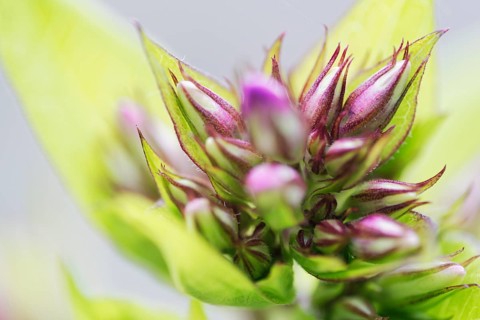 Garden phlox (Phlox paniculata)
