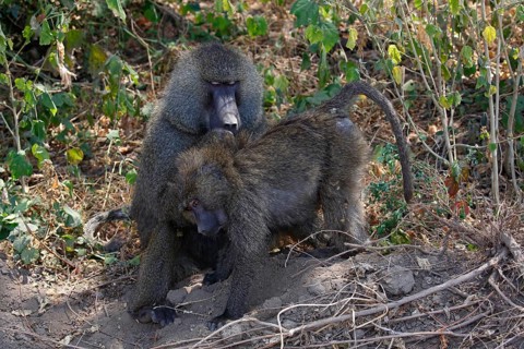 Baboons