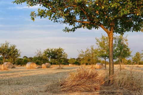 Hay bales in meadow orchard