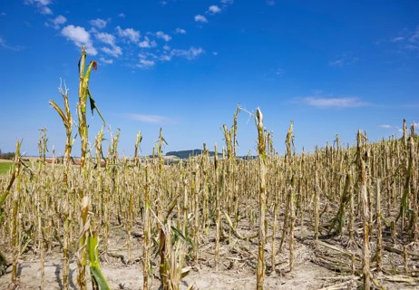 Maize (Zea mays) plants in a field with hail damage after a heavy storm