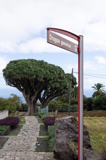 Canary Islands dragon tree (Dracaena draco) twin dragon tree