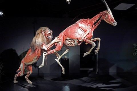 Taxidermy