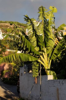 Banana plant (Musa) Tazacorte