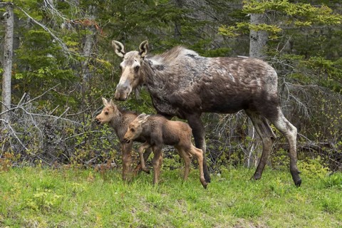 American elk