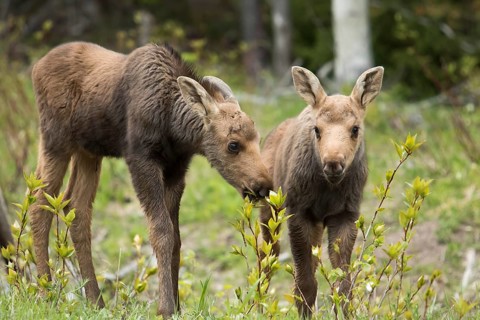 American elk