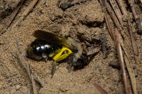 Grey-backed Mining-bee (Andrena vaga)