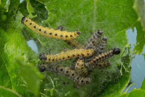 Apple (Yponomeuta malinellus) ermine moth