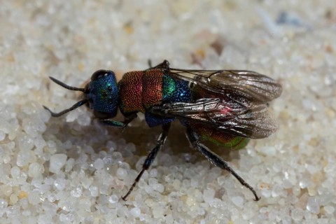 Hedychrum nobile (Hedychrum nobile)
