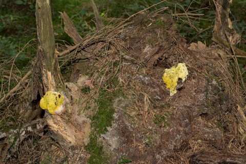Scrambled egg slime (Fuligo septica)