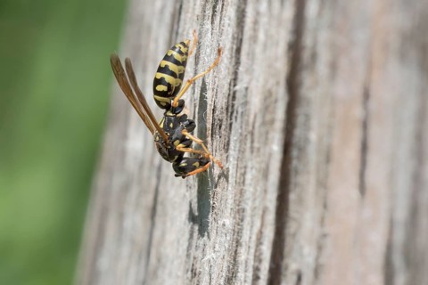 European paper wasp (Polistes dominula) Muenden nature park Park