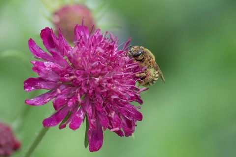 Sweat Bee (Halictus scabiosae) (Scabiosa) Scabiose