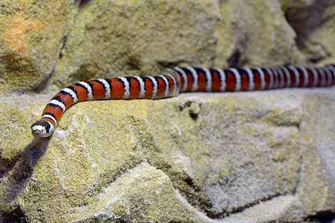 Arizona mountain kingsnake (Lampropeltis pyromelana)