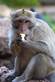 Crab-eating macaque (Macaca fascicularis)
