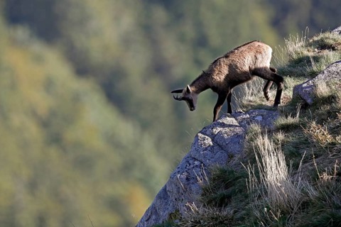 Chamois (Rupicapra rupicapra)