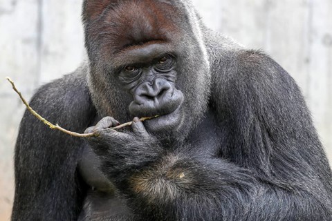 Western lowland gorilla (Gorilla gorilla)