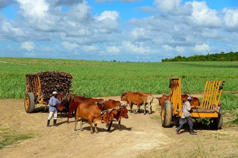 Oxcart