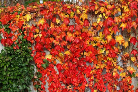 Wild vine (Parthenocissus tricuspidata) and ivy (Hedera helix) at a privacy fence