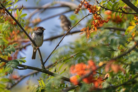 House sparrow (Passer domesticus) in mountain ash (Sorbus aucuparia)