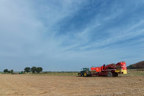 Mechanical potato harvest
