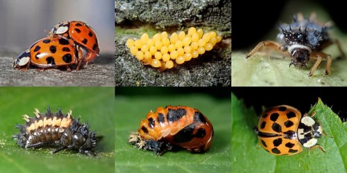 Asian lady beetle (Harmonia axyridis)