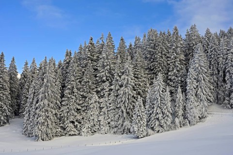 Winter Landscape