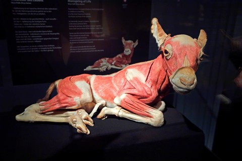 Taxidermy
