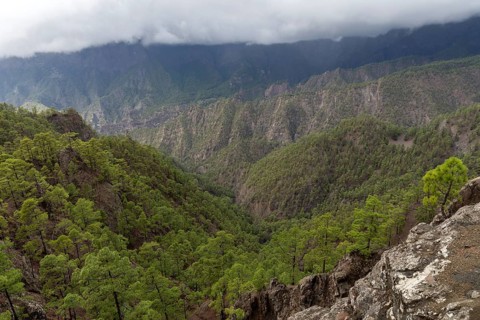 Canary Island pine (Pinus canariensis)