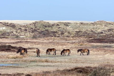 Exmoor Pony