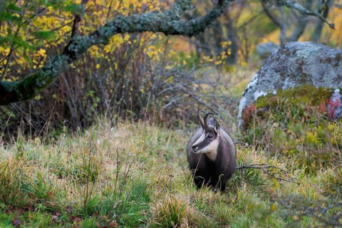 Chamois (Rupicapra rupicapra)