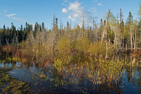 Flooded forest