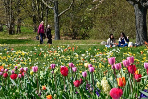 Tulip blossom