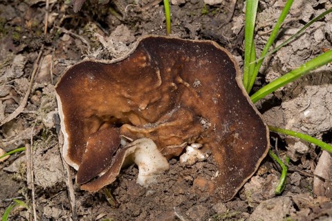 Veiny cup fungus (Disciotis venosa)