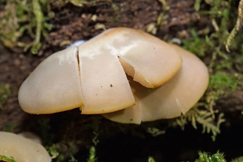 Peeling oysterling (Crepidotus mollis)