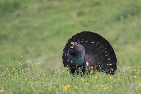 Western capercaillie (Tetrao urogallus)
