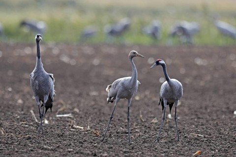 Cranes (Grus grus)