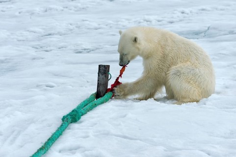 Polar bear (Ursus maritimus) inspects rope and chews on mast of expedition ship