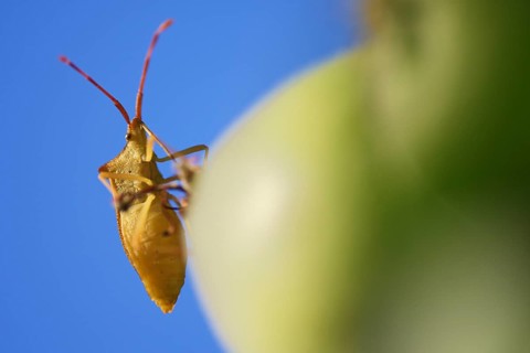 Green Green shield bug (Palomena prasina)
