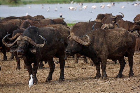 Cape buffalo (Syncerus caffer) herd and cattle egret (Bubulcus ibis)