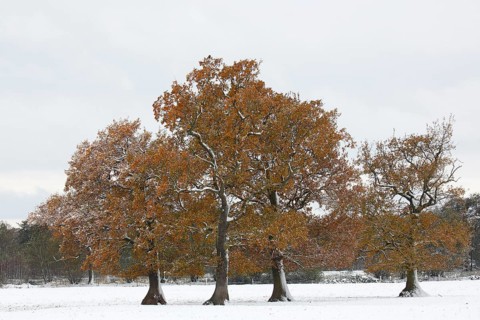 English oaks (Quercus robur) covered with hoarfrost and snow