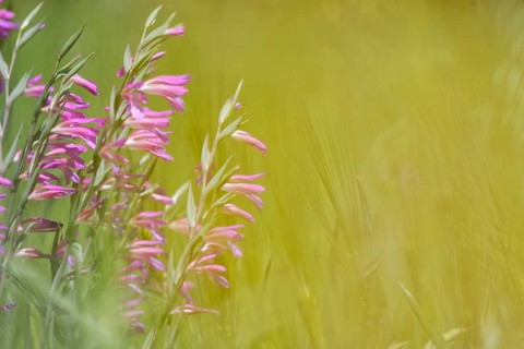 Wild gladiolus (Gladiolus illyricus)