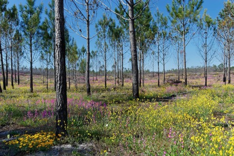 Former forest fire area