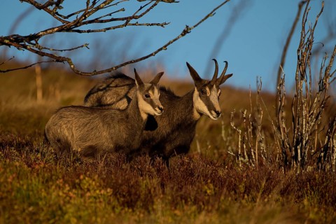 Chamois (Rupicapra rupicapra)