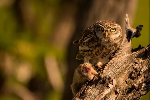 Little owl (Athene noctua) with gopher