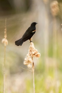 Red-winged black bird (Agelaius phoeniceus)