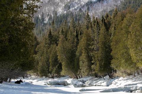 Moose resting on snow near the river