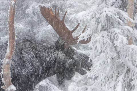 Elk