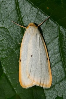 Four-spotted runner (Cybosia mesomella)