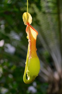 Winged (Nepenthes alata) pitcher plant Occurrence Philippines